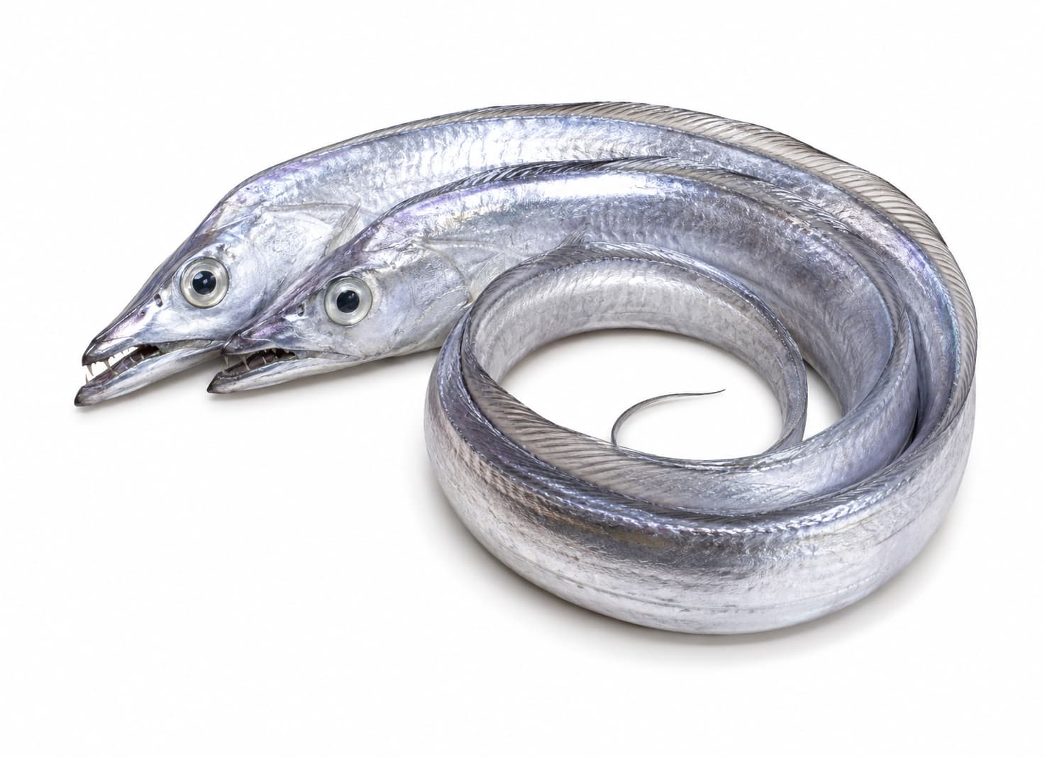 Beltfish