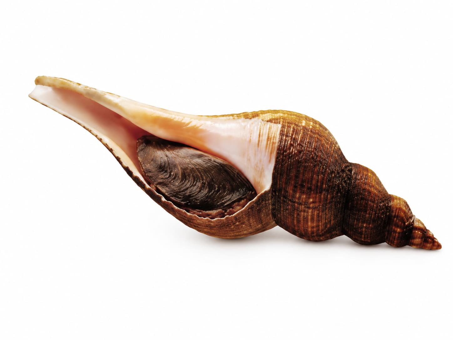 Live Conch