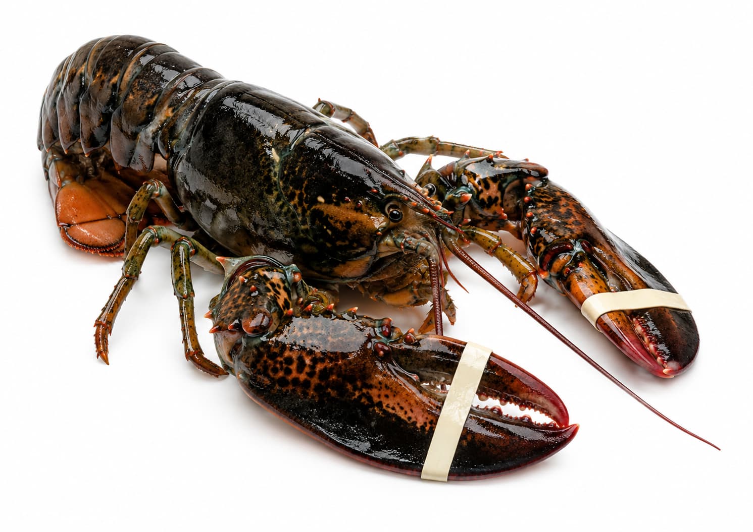 Live Lobster