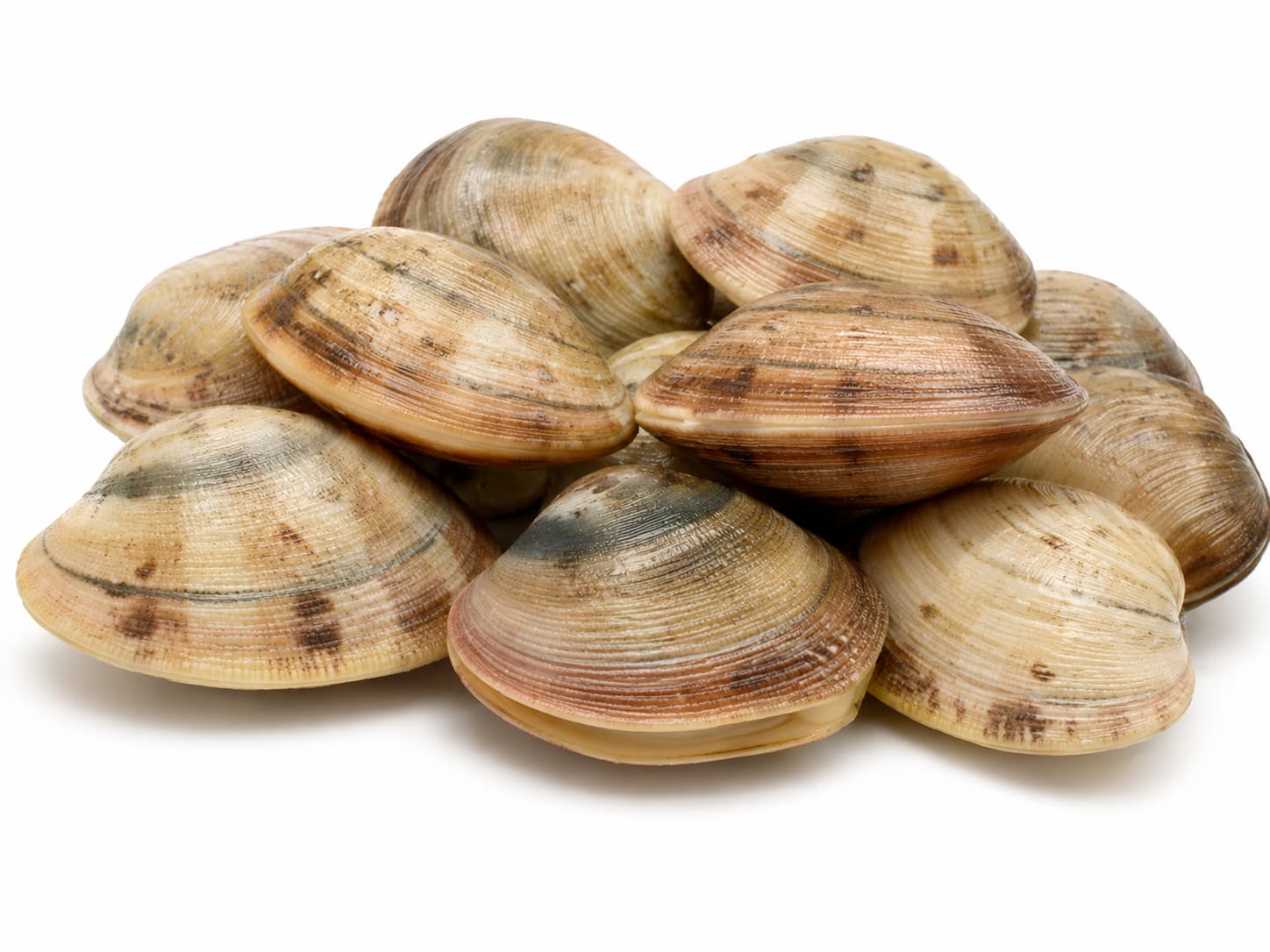 Manila Clam