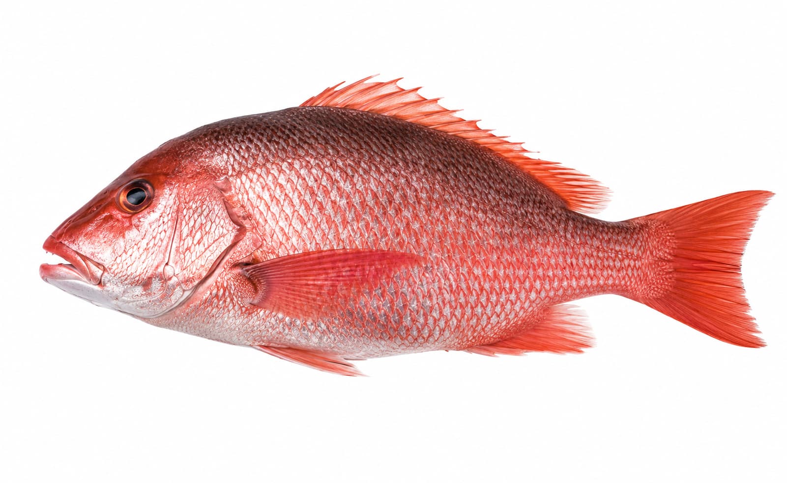 Red Snapper