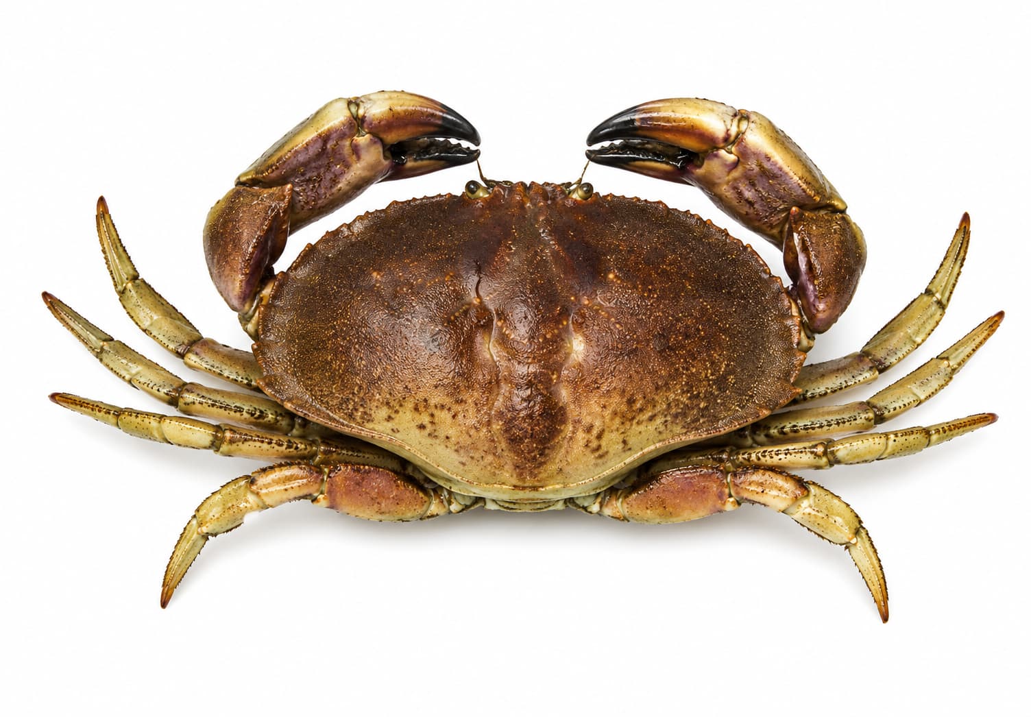 Stone Crab
