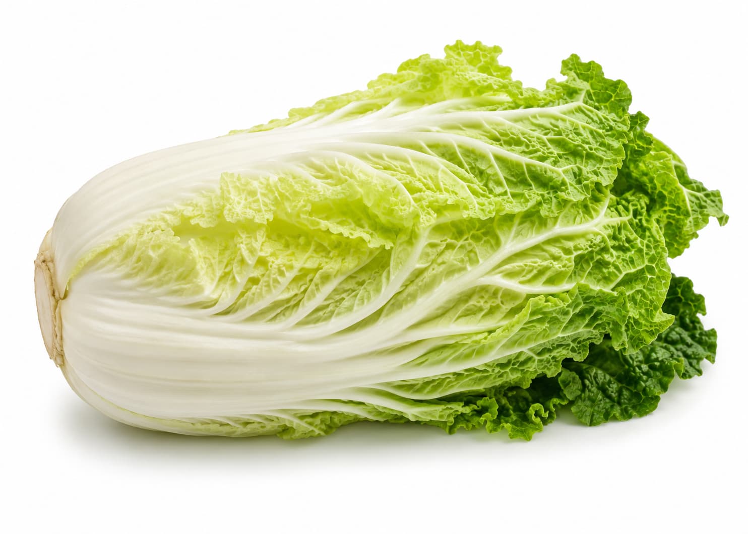 Napa Cabbage