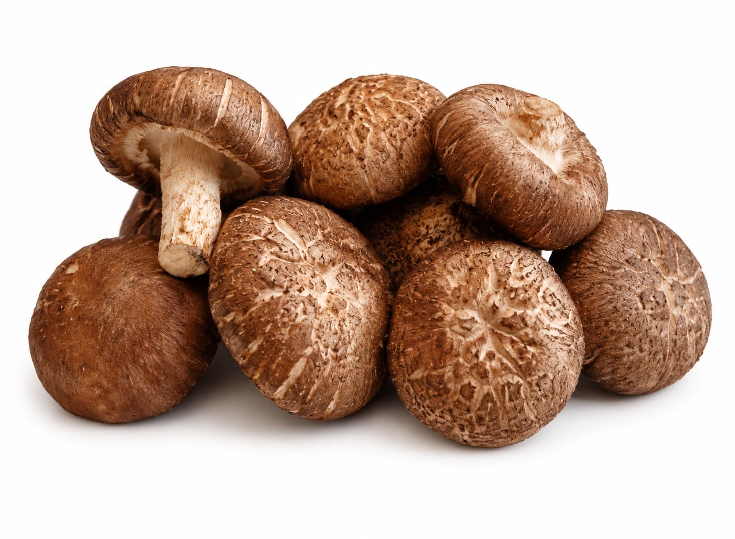 Shiitake Mushroom