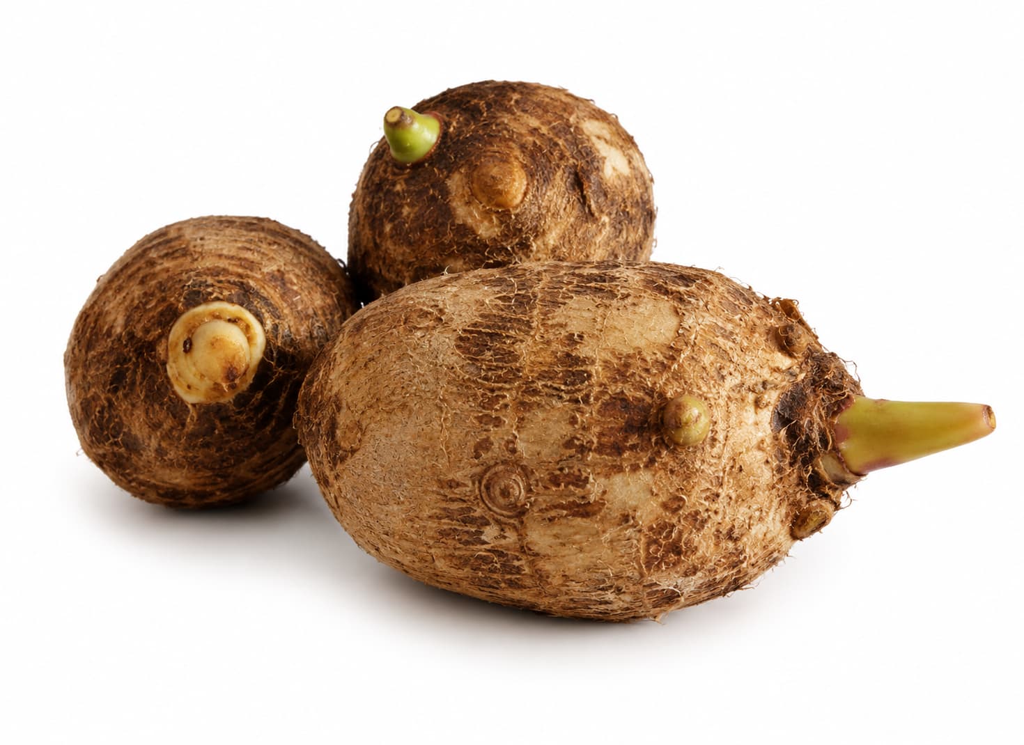 Taro (Small)